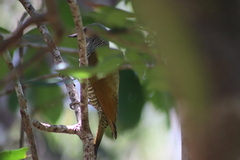 Colaptes auricularis