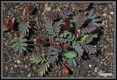 Paraserianthes lophantha