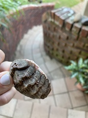 Chitonoidea