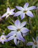 Spring Starflower - Photo (c) Gabriela Ruellan, some rights reserved (CC BY-NC-ND)
