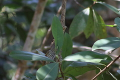 Colaptes auricularis