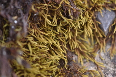 Philonotis capillaris