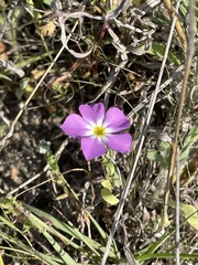 Phlox roemeriana