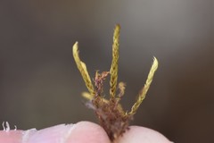 Philonotis capillaris