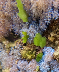 Udotea orientalis