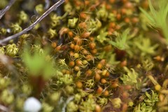 Pleuridium acuminatum