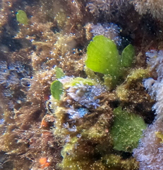 Udotea orientalis