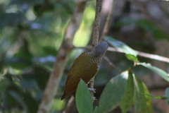 Colaptes auricularis