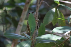 Colaptes auricularis