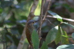 Colaptes auricularis
