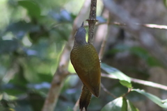 Colaptes auricularis