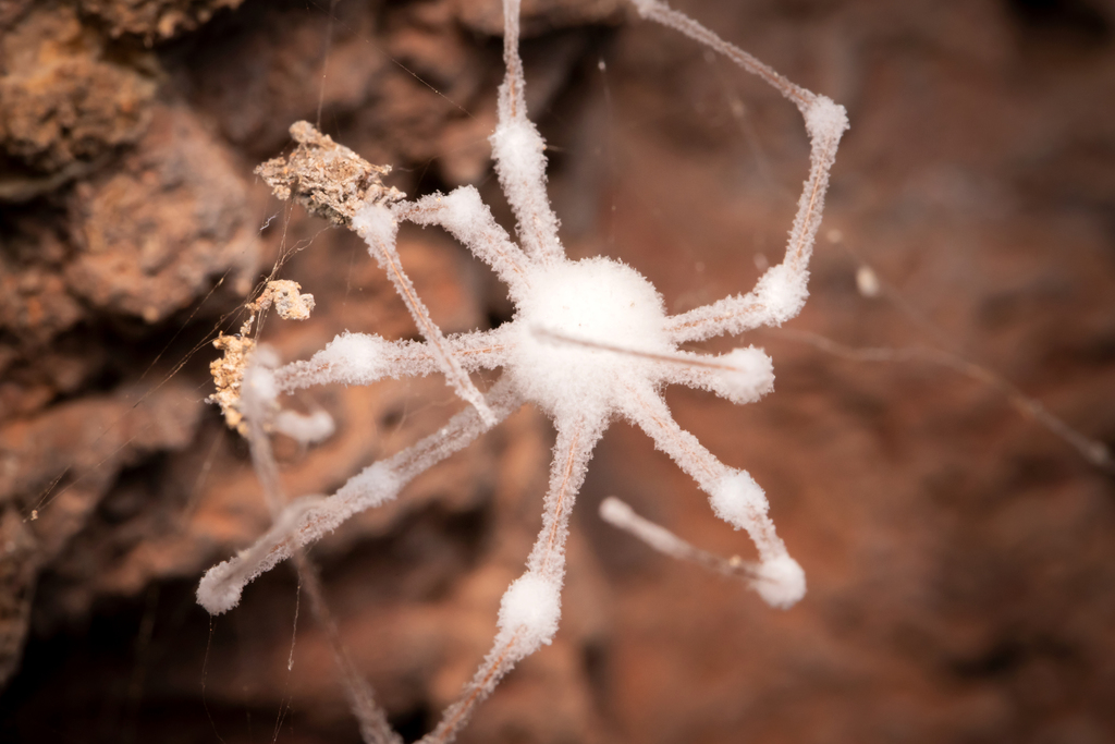 Engyodontium aranearum