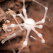 Engyodontium aranearum - Photo (c) Javier A. Canteros, some rights reserved (CC BY-NC), uploaded by Javier A. Canteros