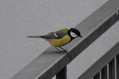 Parus major