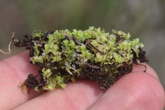 Fossombronia longiseta