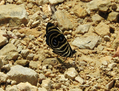 Catagramma tolima tehuana