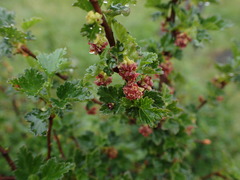 Ribes magellanicum
