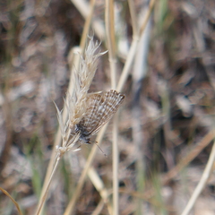 Leptotes marina