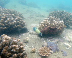Thalassoma hebraicum