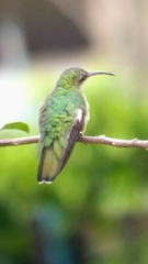 Anthracothorax dominicus