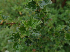 Ribes magellanicum