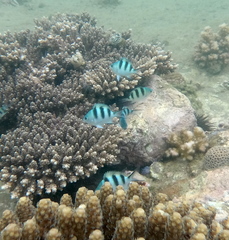 Abudefduf natalensis