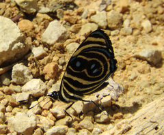 Catagramma tolima tehuana