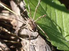 Metaplatybunus rhodiensis