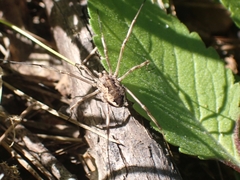 Metaplatybunus rhodiensis