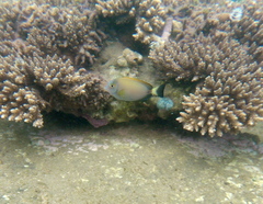 Acanthurus dussumieri