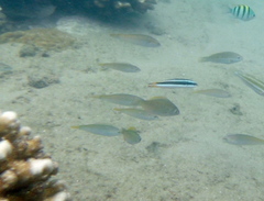 Stethojulis interrupta