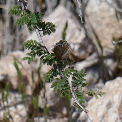 Leptotes marina