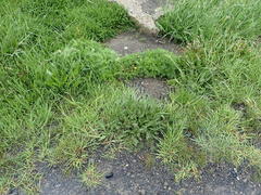 Matricaria discoidea