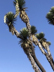 Yucca periculosa
