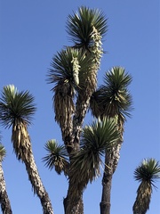 Yucca periculosa