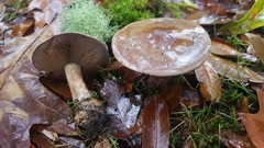 Cortinarius glaucocephalus