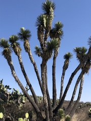 Yucca periculosa