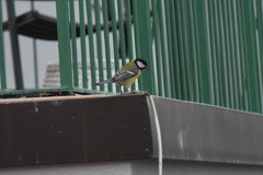 Parus major