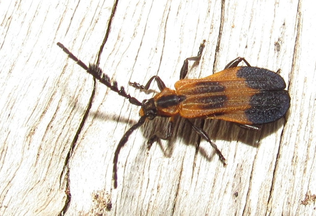Thelgetra adusta
