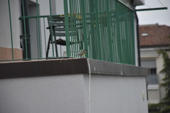 Parus major