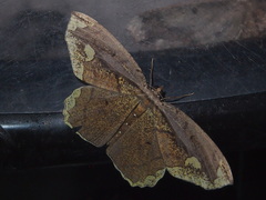 Pareumelea eugeniata