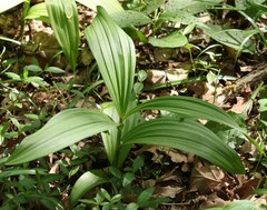 Veratrum lobelianum