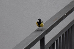 Parus major
