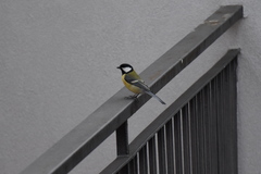 Parus major