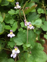 Cymbalaria muralis