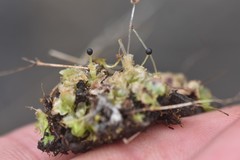 Fossombronia longiseta