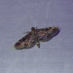 Rhimphaliodes macrostigma