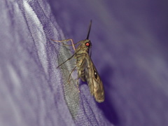 Rhimphaliodes macrostigma