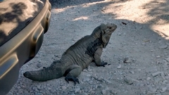 Cyclura cornuta