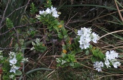 Veronica vernicosa